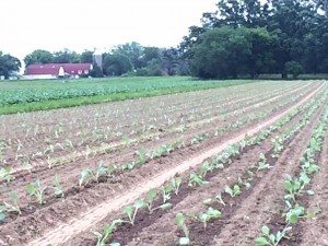 Cabbage and cauliflower transplanted last week into a field that wants to be weedy
