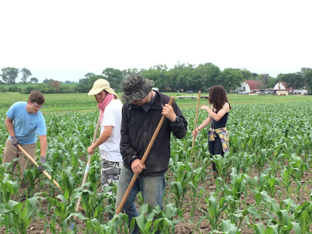 Hoeing corn can be done more or less efficiently (speed). Quality is determined by the percentage of weeds destroyed vs the percentage of corn that is nicked. Volume (yield) increases according to how well the weeds are controlled. (Trevor, Austin, Chris and Katie above.)