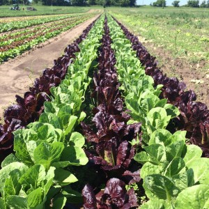 Romaine lettuce for this week’s box