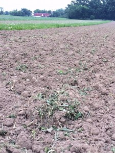 These tilled weeds want to live. After yesterday's (Sunday’s) heavy rain, we’ll till them again. We assume you prefer cabbage and cauliflower over weeds.
