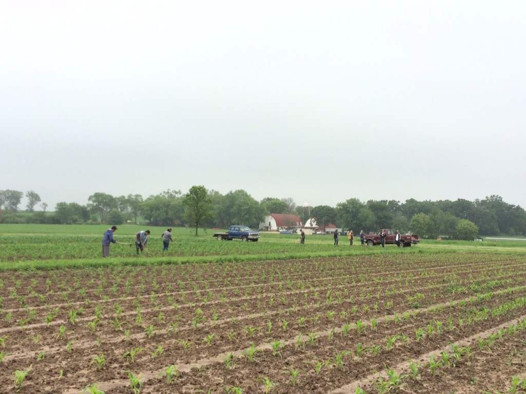 hoeing the sweet corn—you will have corn in about another 5 weeks (the field in the foreground will be ready in about 7 weeks)
