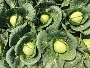 Your Spring Cabbage