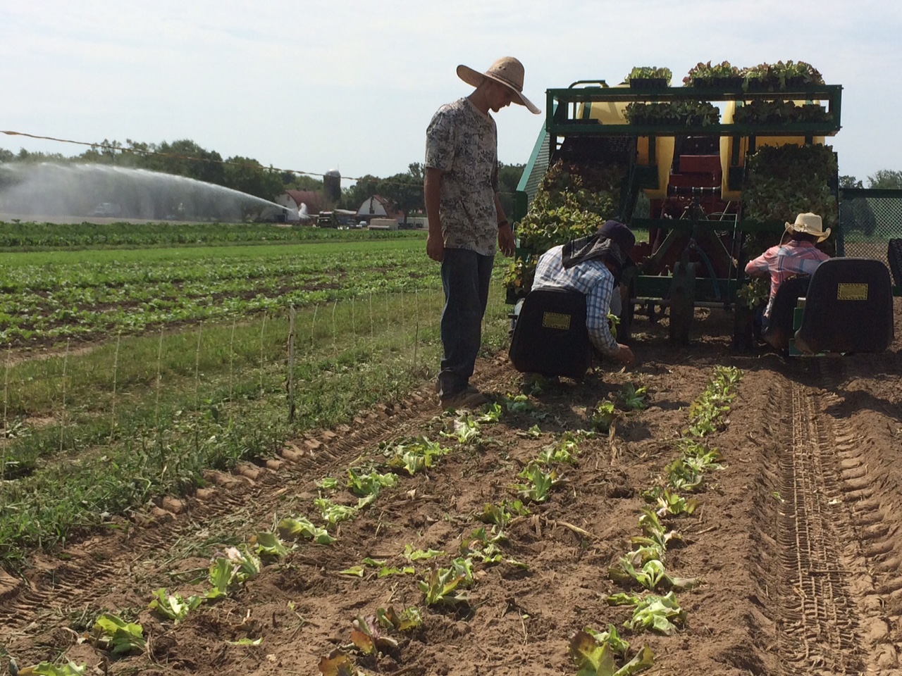 Victor monitors the transplanting of fall lettuce as we irrigate baby greens in the background. An account of everything that happened on the farm on this particular day would fill more than a newsletter column. Remember our tag line: Your Very Own Farm, Without all the Work!