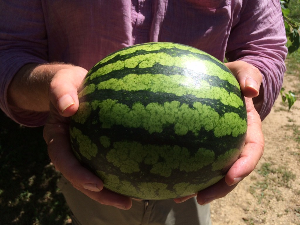 watermelon glory