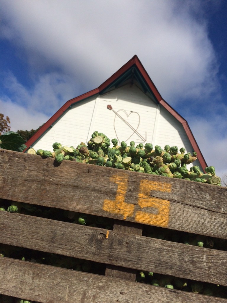 Brussels sprouts are loved by many of our shareholders and by our barn