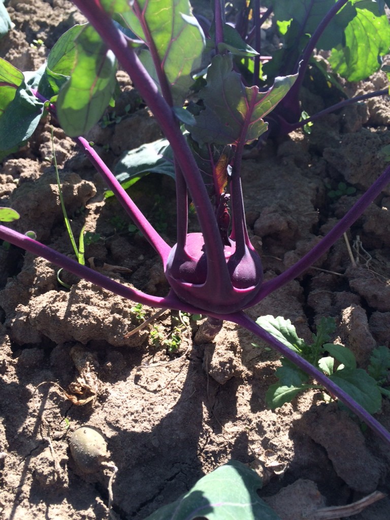 Kohlrabi hovers, wanting to be a UFO