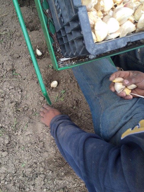 Seeding garlic last week for your 2016 box—you’ll likely receive a lovely bulb of garlic in your extended season boxes, wk's 3 & 4