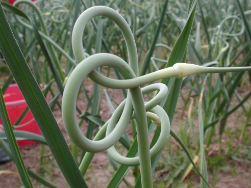 Garlic scape