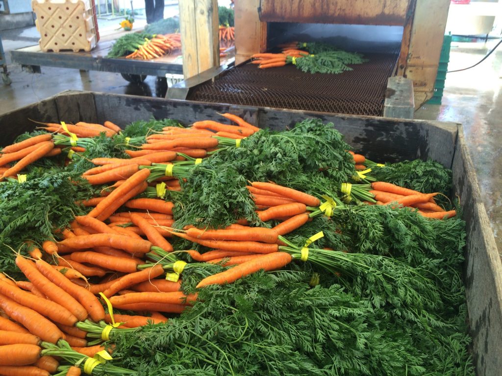 Last carrots until Fall