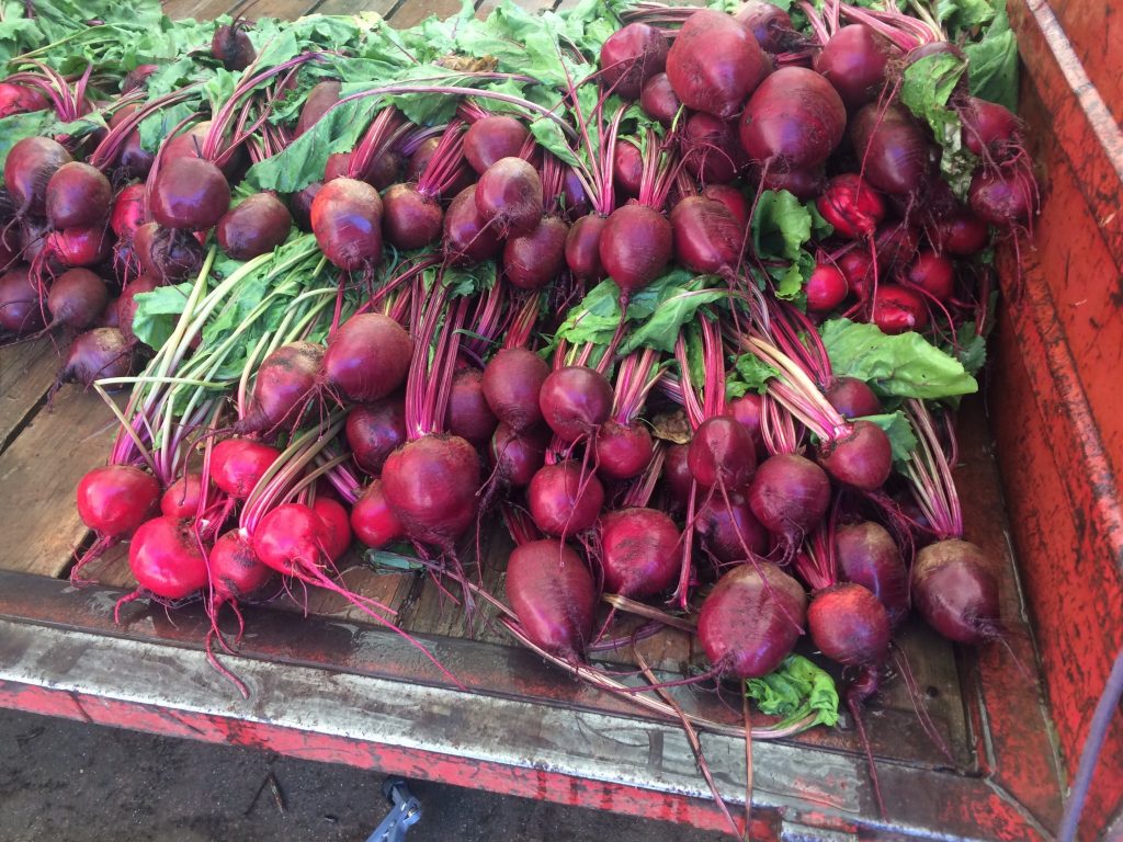 Beets waiting for a wash