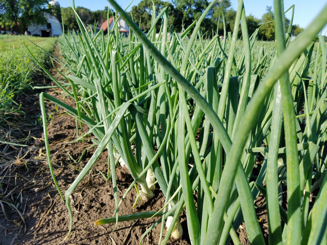 Our sweet onions want to size up a bit more before they meet you